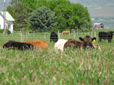 Animal behaviour and nutrition: the case for diverse pastures